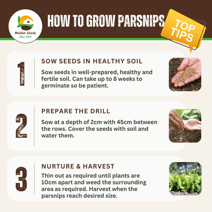 Parsnip Tender and True 400 Seeds - Chartley Chucks