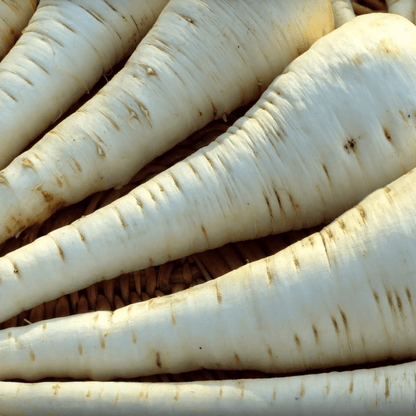 Parsnip Tender and True 400 Seeds - Chartley Chucks
