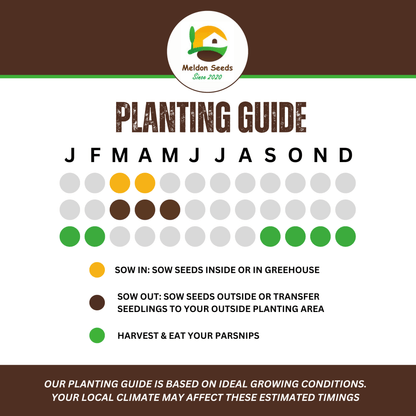 Parsnip Tender and True 400 Seeds - Chartley Chucks