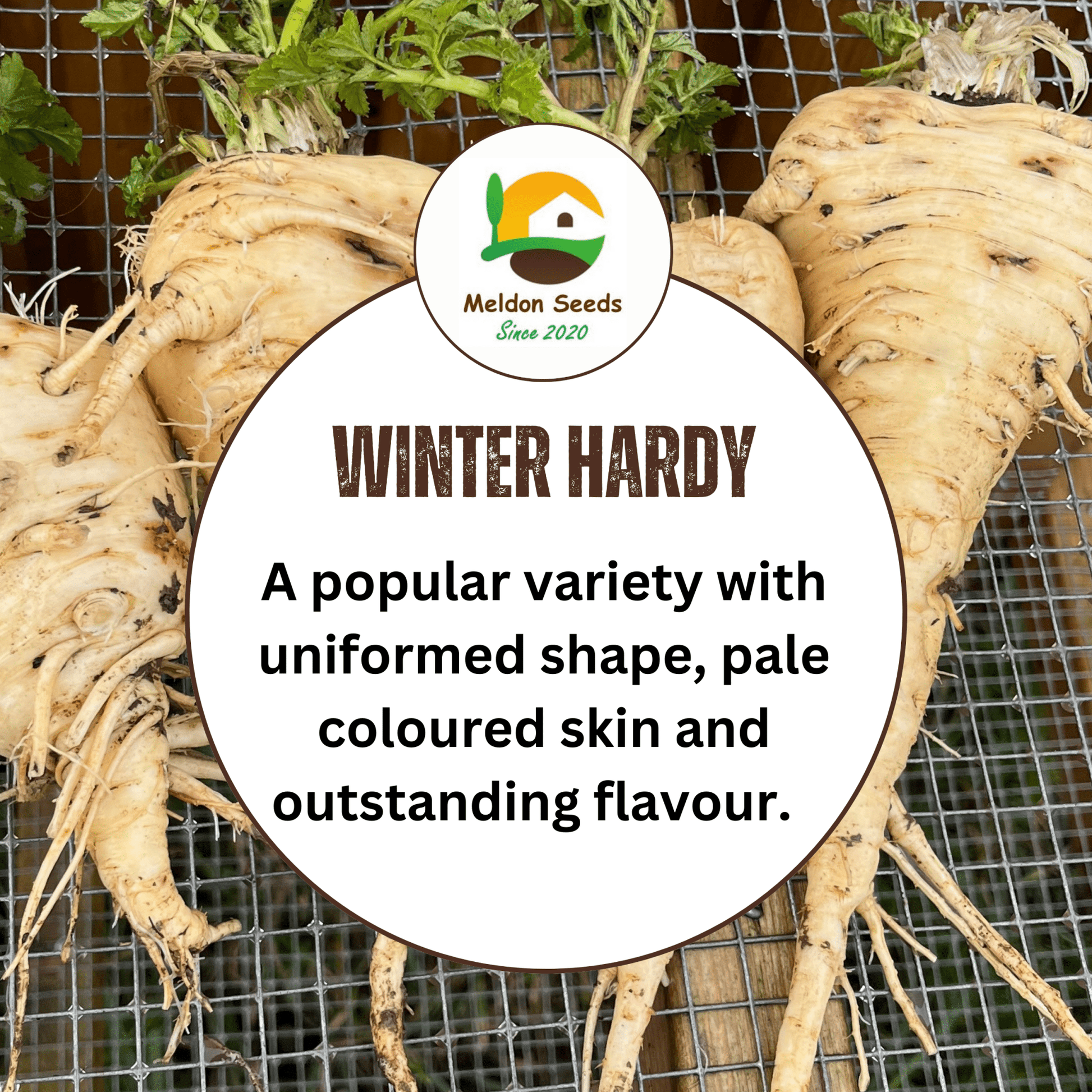 Parsnip Tender and True 400 Seeds - Chartley Chucks