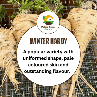 Parsnip Tender and True 400 Seeds - Chartley Chucks