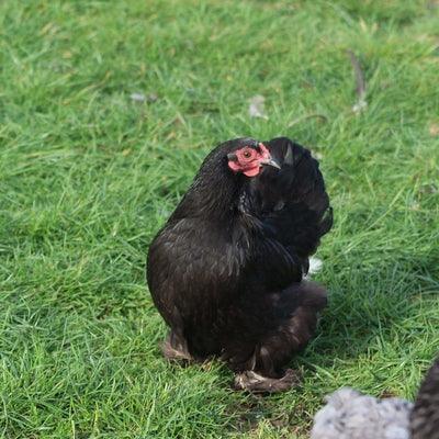 Pekins at POL - black (calm) - Chartley Chucks