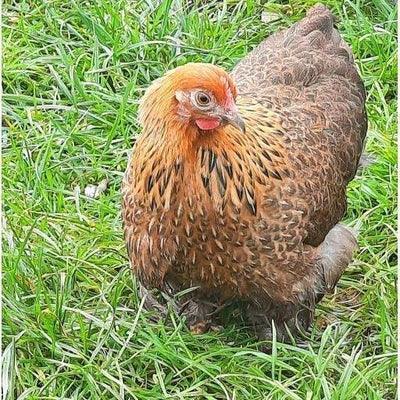 Pekins at POL - Gold Partridge (calm) - Chartley Chucks