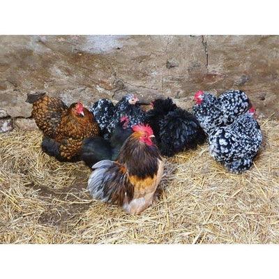 Pekins at POL - Gold Partridge (calm) - Chartley Chucks