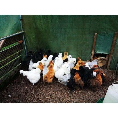 Pekins at POL - Gold Partridge (calm) - Chartley Chucks