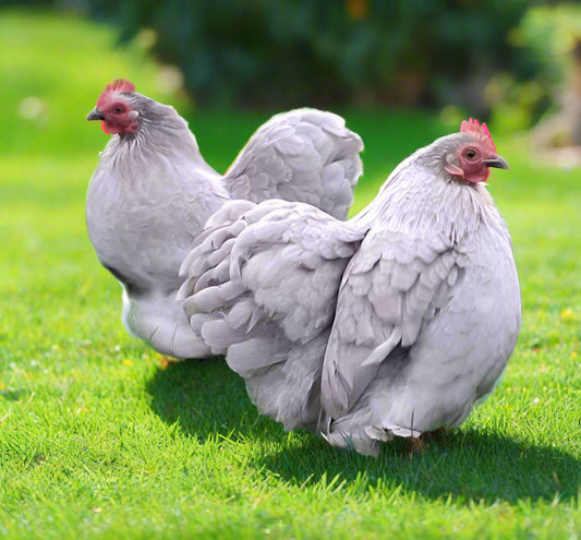 Pekins - Lavender (calm)