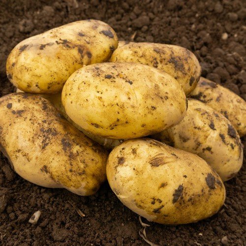 Pentland Dell Seed Potatoes 2KG - Chartley Chucks