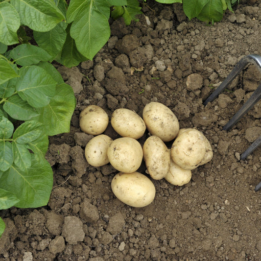 Pentland Javelin Seed Potatoes 2KG - Chartley Chucks