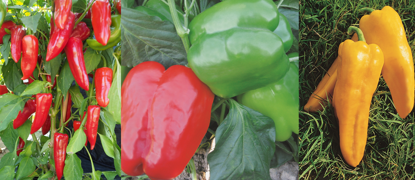 Pepper Plug Plants MIXED PACK "Grow Your Own" Fruit 'Ready to Plant Now' Young Vegetable Plants **Letterbox Friendly** - Chartley Chucks