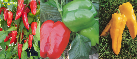 Pepper Plug Plants MIXED PACK "Grow Your Own" Fruit 'Ready to Plant Now' Young Vegetable Plants **Letterbox Friendly** - Chartley Chucks