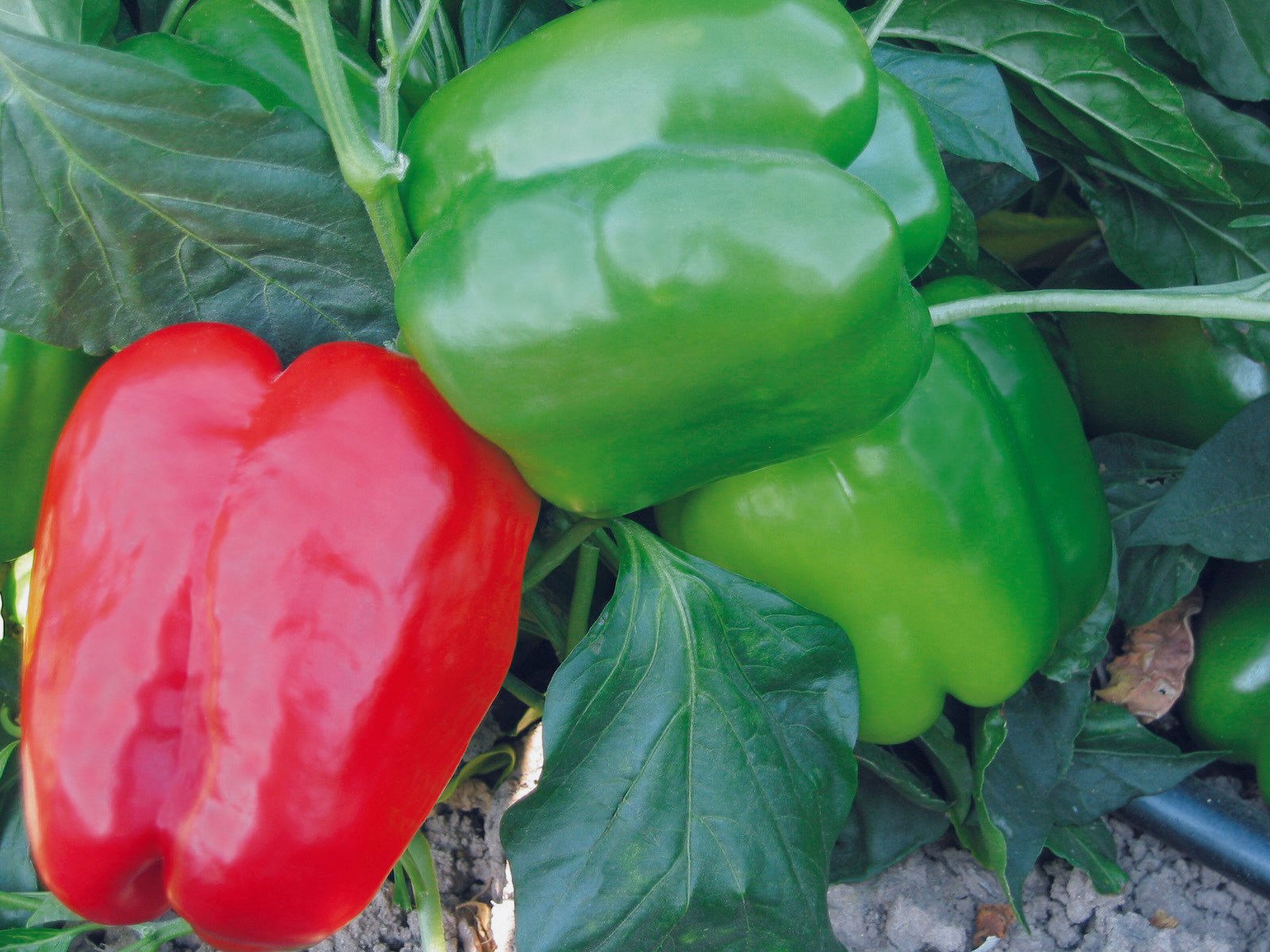 Pepper Plug Plants MIXED PACK "Grow Your Own" Fruit 'Ready to Plant Now' Young Vegetable Plants **Letterbox Friendly** - Chartley Chucks