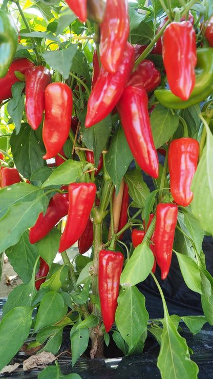 Pepper Plug Plants MIXED PACK "Grow Your Own" Fruit 'Ready to Plant Now' Young Vegetable Plants **Letterbox Friendly** - Chartley Chucks