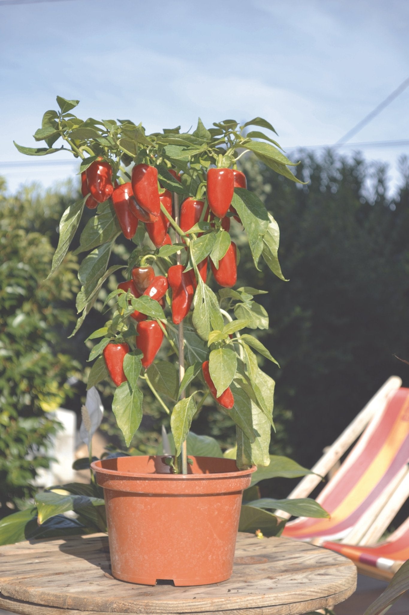 Pepper Plug Plants MIXED PACK "Grow Your Own" Fruit 'Ready to Plant Now' Young Vegetable Plants **Letterbox Friendly** - Chartley Chucks