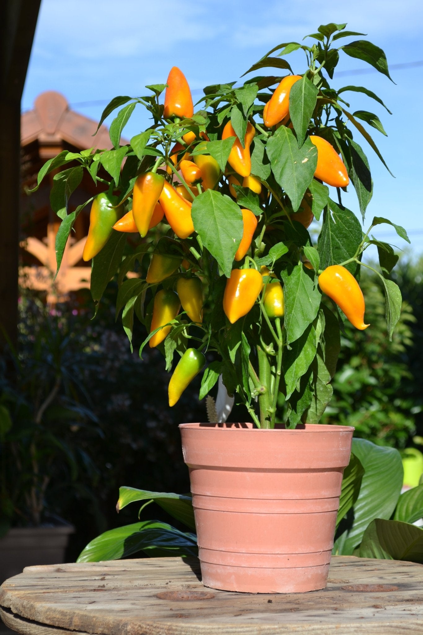 Pepper Sweet Yellow Plug Plants "Grow Your Own" Fruit **Letterbox Friendly** - Chartley Chucks