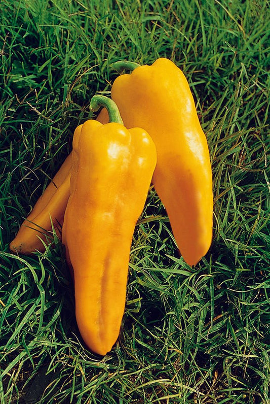 Pepper Sweet Yellow Plug Plants "Grow Your Own" Fruit **Letterbox Friendly** - Chartley Chucks