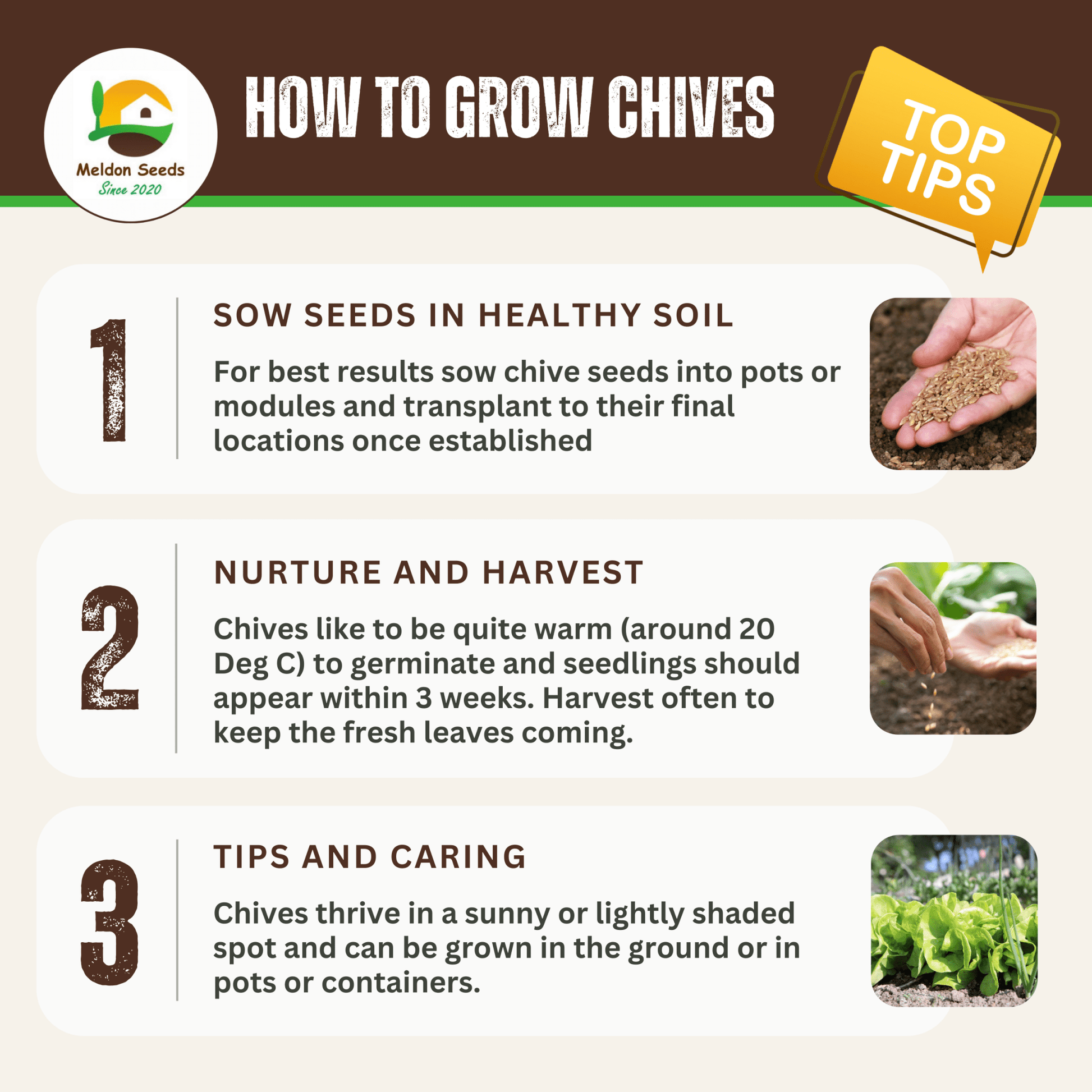 Perfect for Pots Herb Seed Starter Bundle 6 Easy to Grow Herbs Ideal from Growing Indoors in Pots or Containers - Chartley Chucks