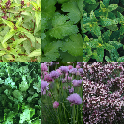Perfect for Pots Herb Seed Starter Bundle 6 Easy to Grow Herbs Ideal from Growing Indoors in Pots or Containers - Chartley Chucks