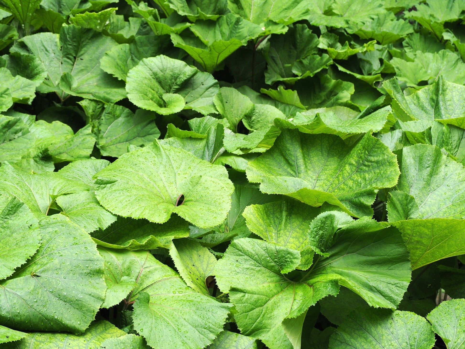 Petasites Japonicus Giganteus - MP089B Packs - Chartley Chucks