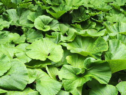 Petasites Japonicus Giganteus - MP089B Packs - Chartley Chucks