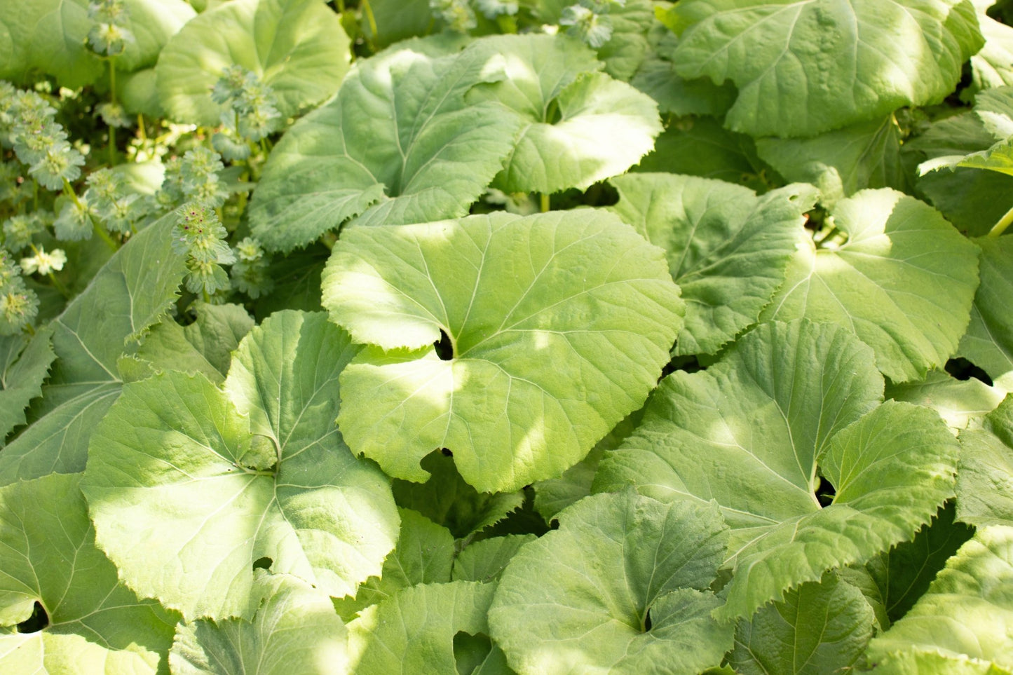 Petasites Japonicus Giganteus - MP089B Packs - Chartley Chucks