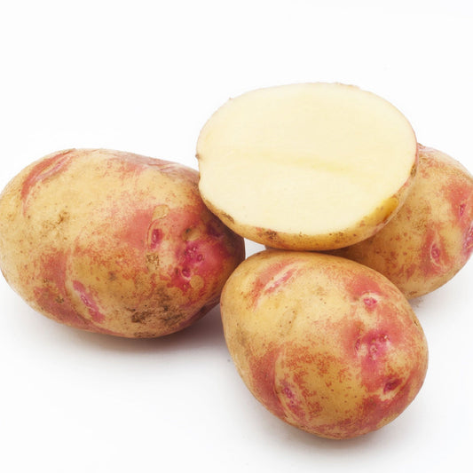 Picasso Seed Potatoes 2KG - Chartley Chucks