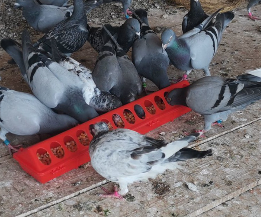 30cm or 50cm Poultry/Bird Trough Feeder Red Green Yellow