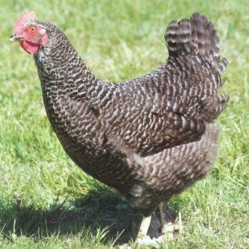 Speckeldy (Marans Coucou)