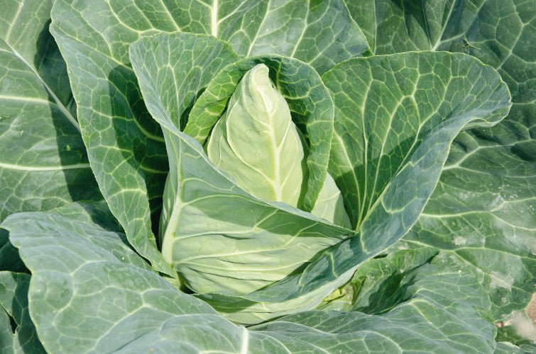 Pointed Cabbage Plug Plants "Grow Your Own" Vegetables 'Ready to Plant Now' Young Vegetable Plants **Letterbox Friendly** - Chartley Chucks