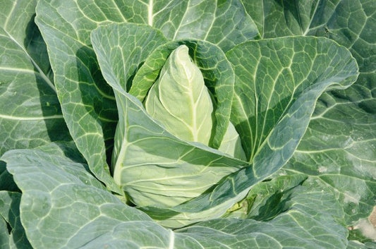 Pointed Cabbage Plug Plants "Grow Your Own" Vegetables 'Ready to Plant Now' Young Vegetable Plants **Letterbox Friendly** - Chartley Chucks