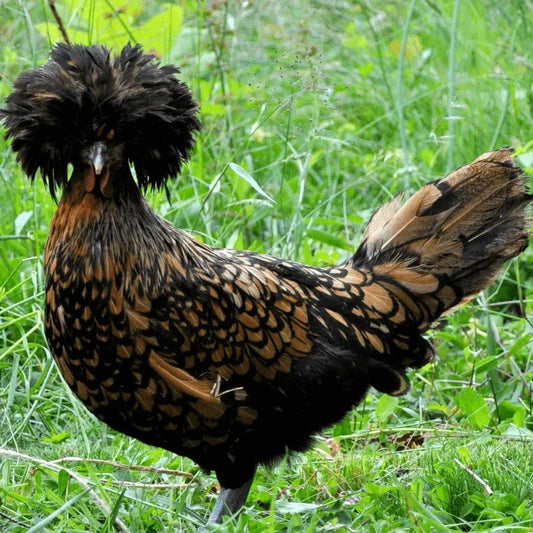 Polands POL - Black laced (calm) - Chartley Chucks