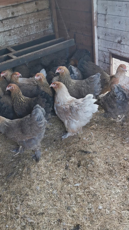 Large Brahma - Gold (gentle giants)