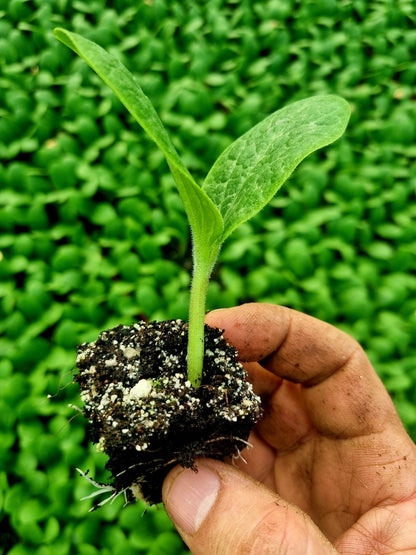 Pumpkin Plug Plants "Grow Your Own" Fruit **Letterbox Friendly** - Chartley Chucks