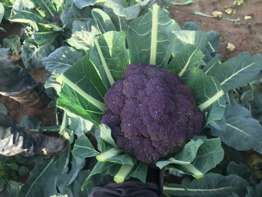 Purple Broccoli Plug Plants "Grow Your Own" Vegetables 'Ready to Plant Now' Young Vegetable Plants **Letterbox Friendly** - Chartley Chucks