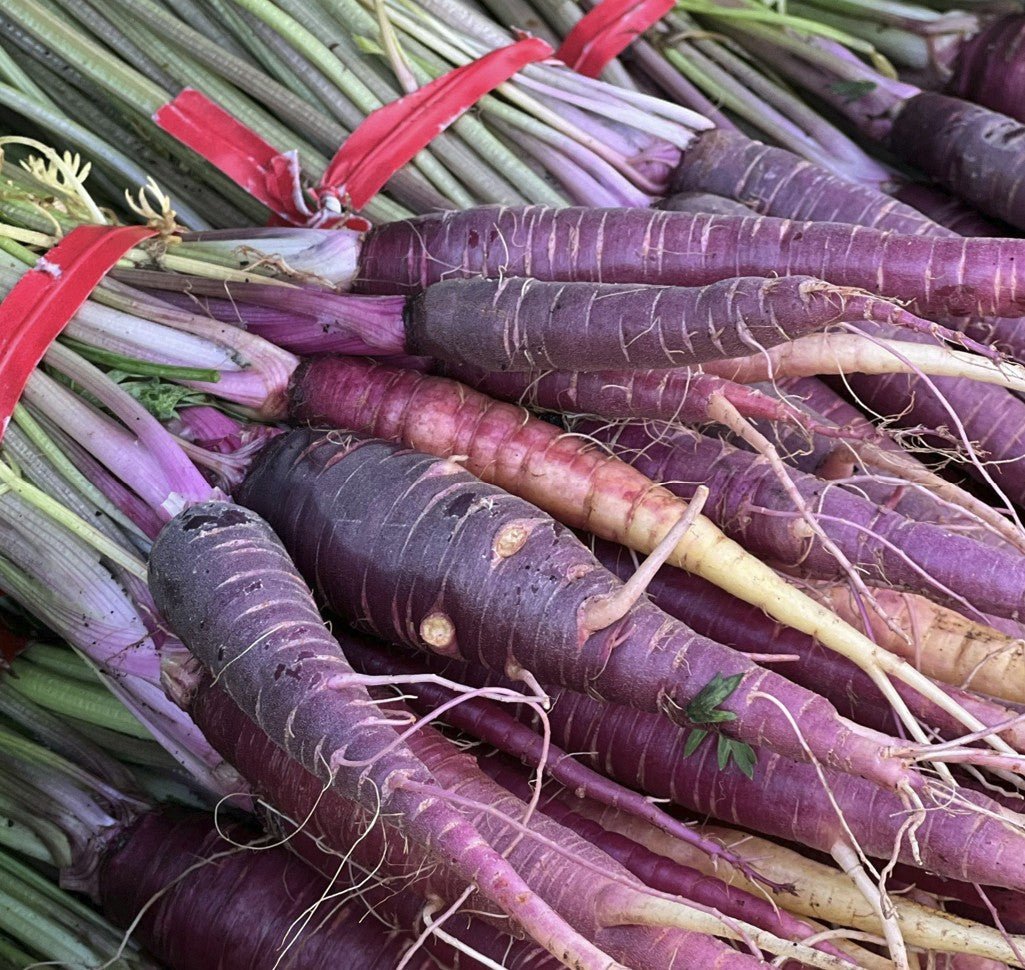 Purple Carrot Plug Plants "Grow Your Own" Vegetables **Letterbox Friendly** - Chartley Chucks