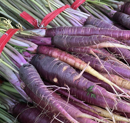 Purple Carrot Plug Plants "Grow Your Own" Vegetables **Letterbox Friendly** - Chartley Chucks