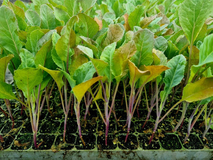 Purple Cauliflower Plug Plants "Grow Your Own" Vegetables **Letterbox Friendly** - Chartley Chucks