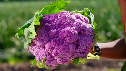 Purple Cauliflower Plug Plants "Grow Your Own" Vegetables **Letterbox Friendly** - Chartley Chucks