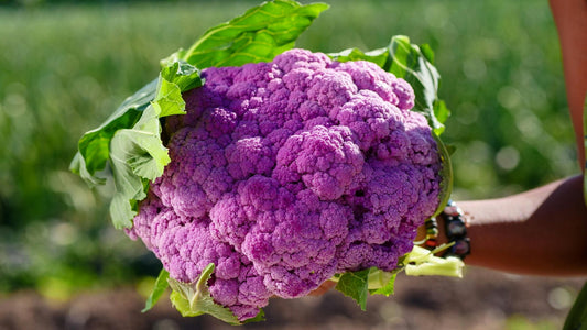Purple Cauliflower Plug Plants "Grow Your Own" Vegetables **Letterbox Friendly** - Chartley Chucks