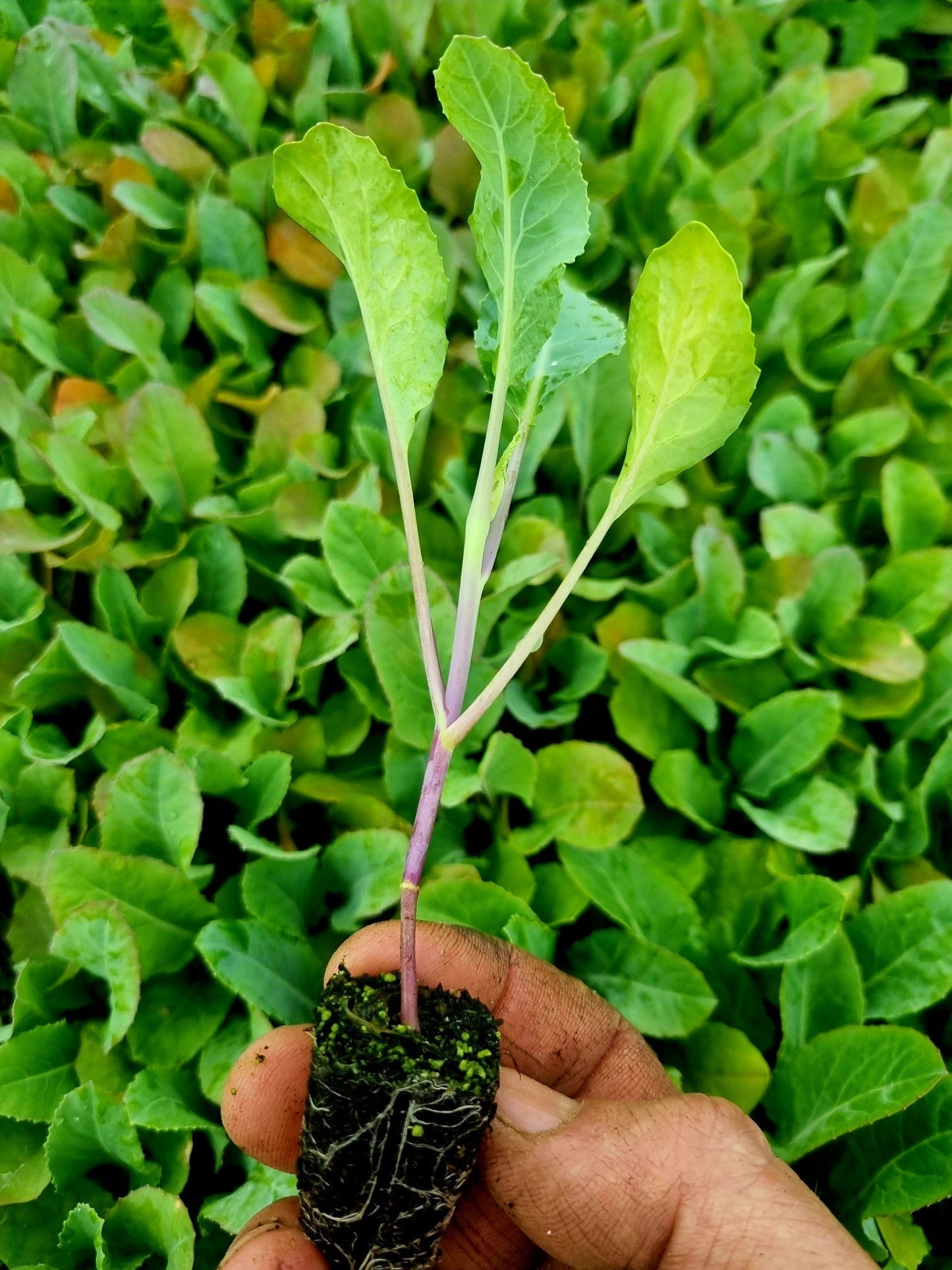 Purple Cauliflower Plug Plants "Grow Your Own" Vegetables **Letterbox Friendly** - Chartley Chucks