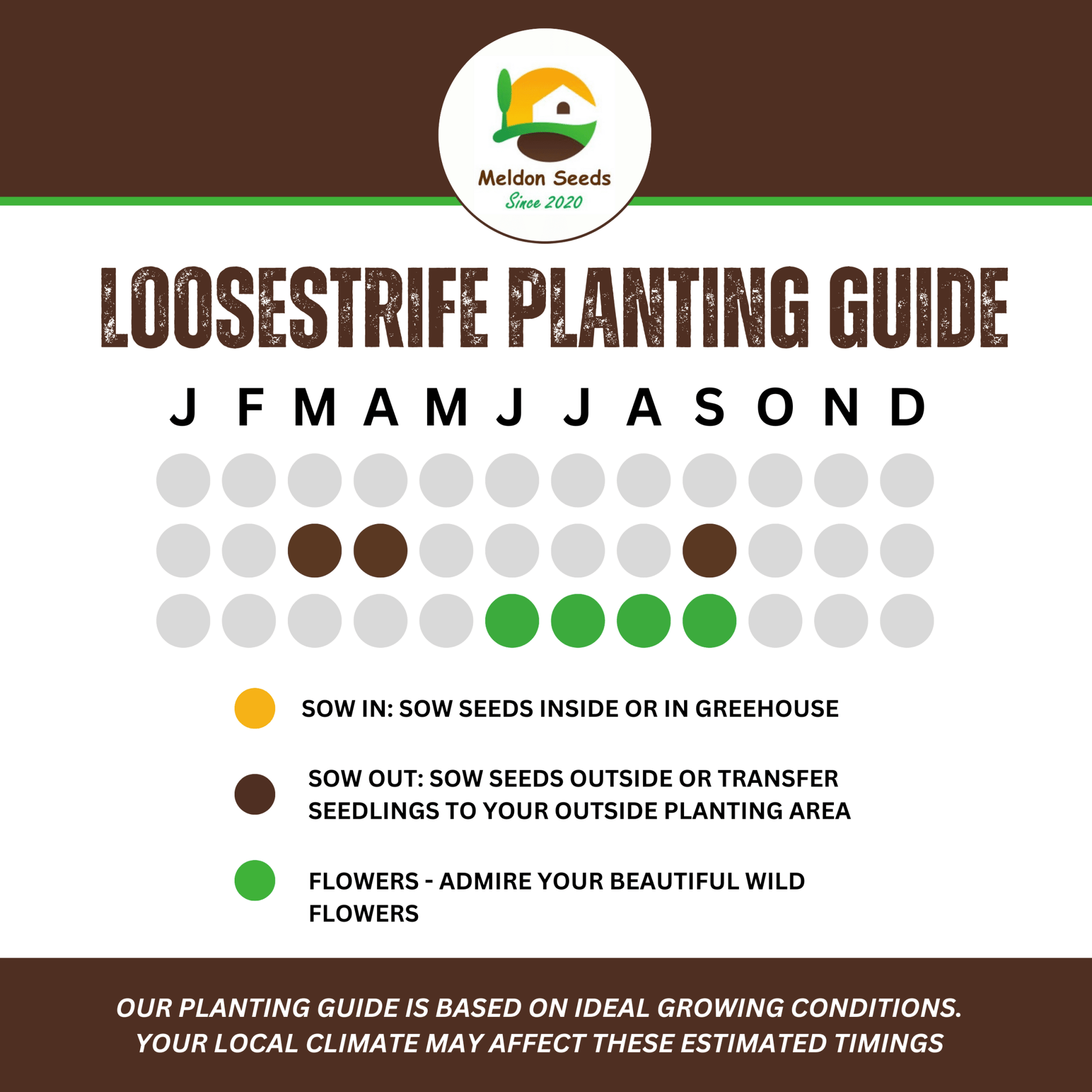 Purple Loosestrife Seeds - 1000 Native UK Wild Flower Seeds for Attracting Birds, Bees, Wildlife, Pollinators, Suitable for Planting and Growing Outdoors in Meadows, Fields, Gardens and Borders - Packed in The UK by Meldon Seeds - Chartley Chucks