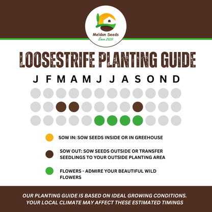 Purple Loosestrife Seeds - 1000 Native UK Wild Flower Seeds for Attracting Birds, Bees, Wildlife, Pollinators, Suitable for Planting and Growing Outdoors in Meadows, Fields, Gardens and Borders - Packed in The UK by Meldon Seeds - Chartley Chucks