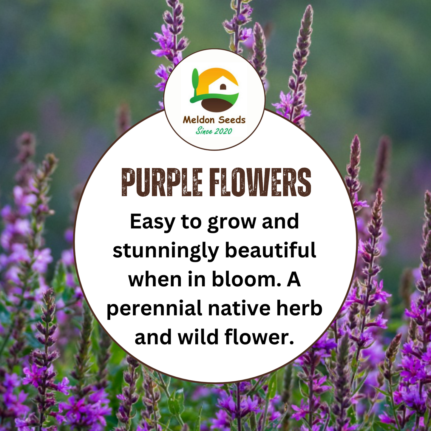 Purple Loosestrife Seeds - 1000 Native UK Wild Flower Seeds for Attracting Birds, Bees, Wildlife, Pollinators, Suitable for Planting and Growing Outdoors in Meadows, Fields, Gardens and Borders - Packed in The UK by Meldon Seeds - Chartley Chucks