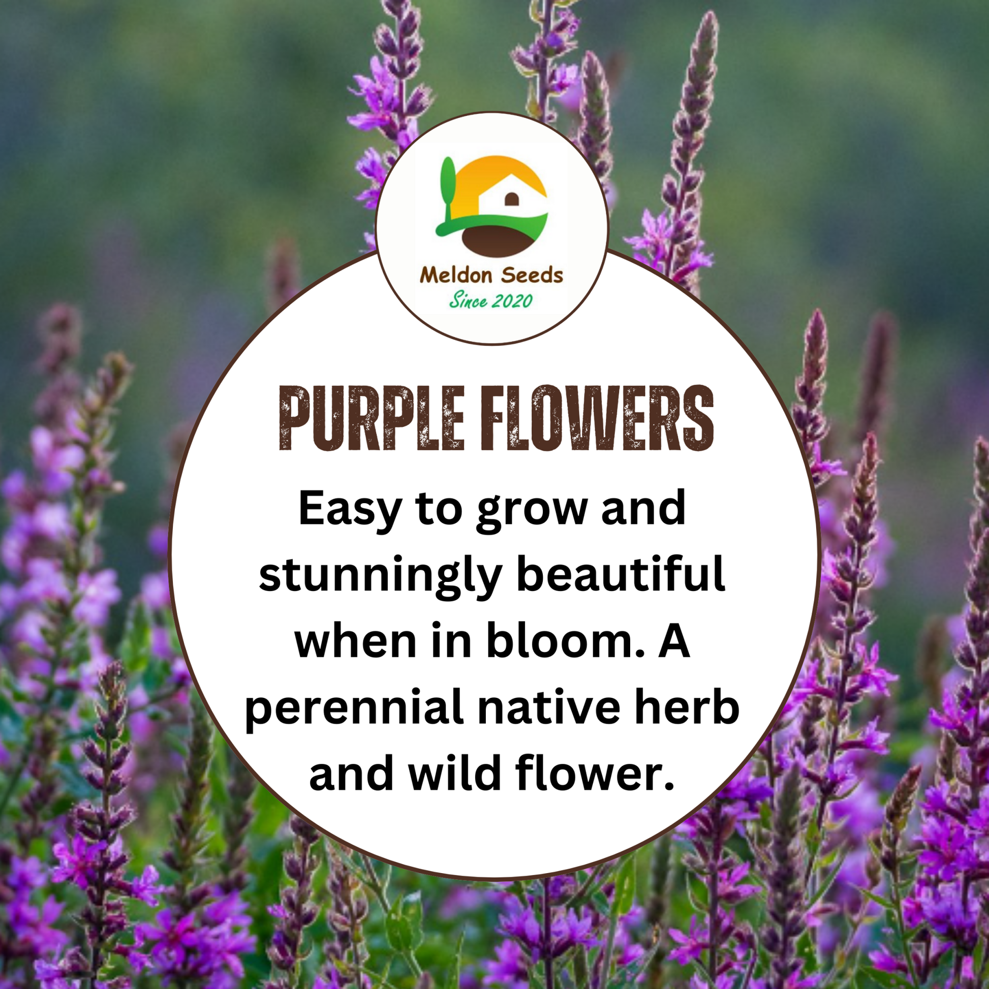 Purple Loosestrife Seeds - 1000 Native UK Wild Flower Seeds for Attracting Birds, Bees, Wildlife, Pollinators, Suitable for Planting and Growing Outdoors in Meadows, Fields, Gardens and Borders - Packed in The UK by Meldon Seeds - Chartley Chucks