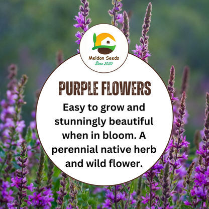Purple Loosestrife Seeds - 1000 Native UK Wild Flower Seeds for Attracting Birds, Bees, Wildlife, Pollinators, Suitable for Planting and Growing Outdoors in Meadows, Fields, Gardens and Borders - Packed in The UK by Meldon Seeds - Chartley Chucks