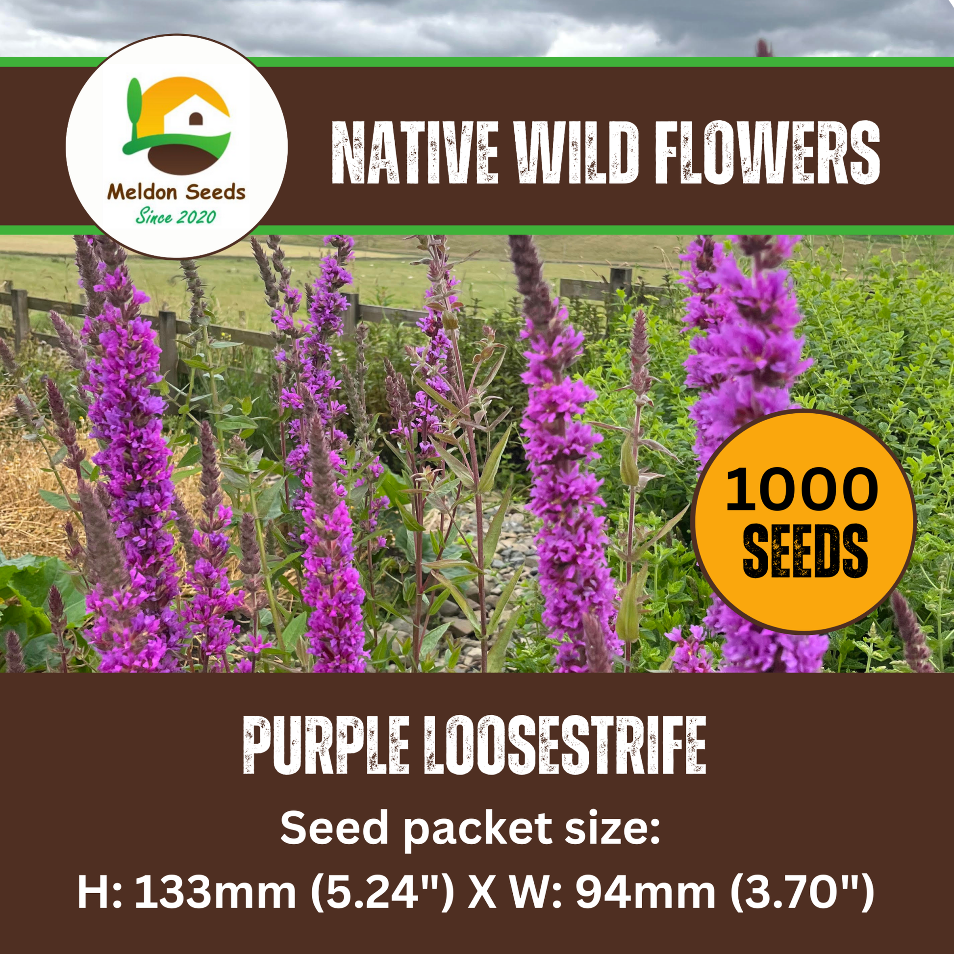 Purple Loosestrife Seeds - 1000 Native UK Wild Flower Seeds for Attracting Birds, Bees, Wildlife, Pollinators, Suitable for Planting and Growing Outdoors in Meadows, Fields, Gardens and Borders - Packed in The UK by Meldon Seeds - Chartley Chucks