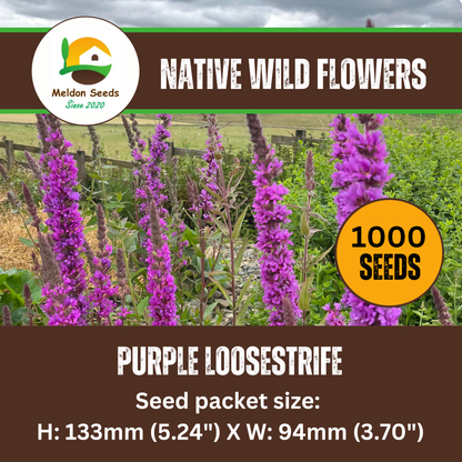 Purple Loosestrife Seeds - 1000 Native UK Wild Flower Seeds for Attracting Birds, Bees, Wildlife, Pollinators, Suitable for Planting and Growing Outdoors in Meadows, Fields, Gardens and Borders - Packed in The UK by Meldon Seeds - Chartley Chucks