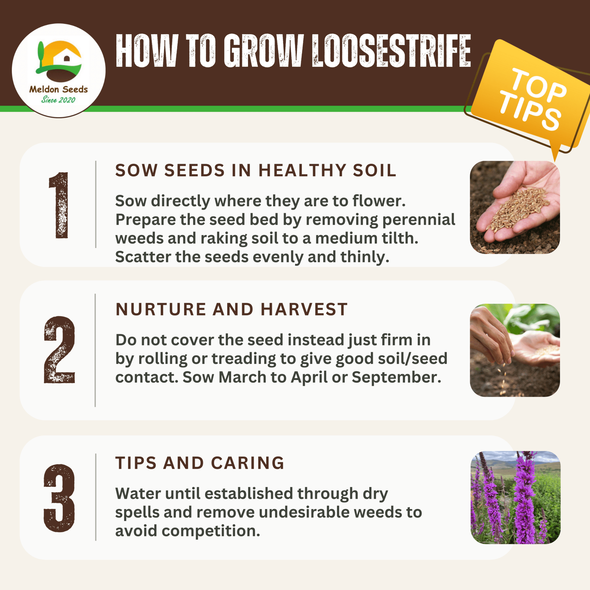 Purple Loosestrife Seeds - 1000 Native UK Wild Flower Seeds for Attracting Birds, Bees, Wildlife, Pollinators, Suitable for Planting and Growing Outdoors in Meadows, Fields, Gardens and Borders - Packed in The UK by Meldon Seeds - Chartley Chucks