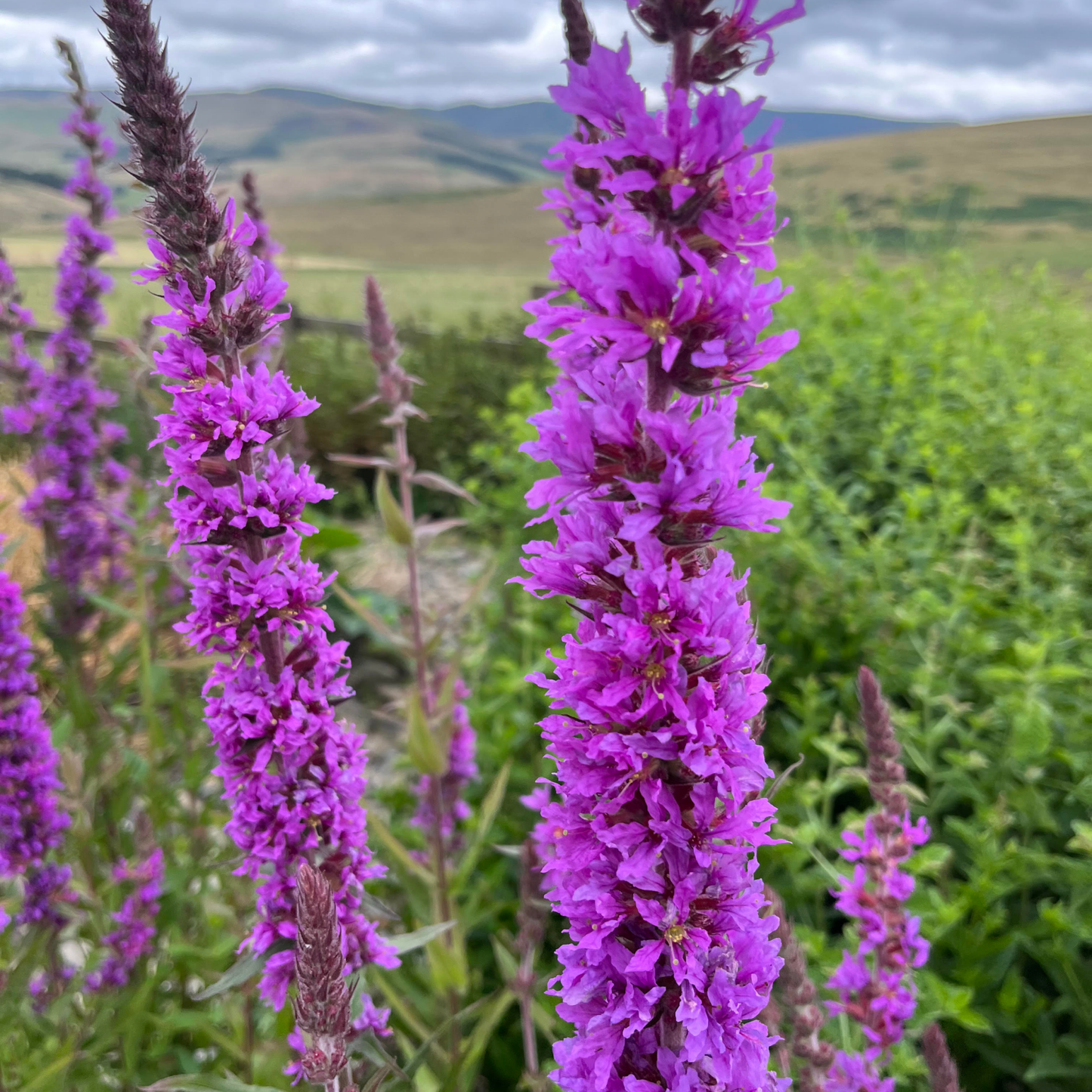 Purple Loosestrife Seeds - 1000 Native UK Wild Flower Seeds for Attracting Birds, Bees, Wildlife, Pollinators, Suitable for Planting and Growing Outdoors in Meadows, Fields, Gardens and Borders - Packed in The UK by Meldon Seeds - Chartley Chucks