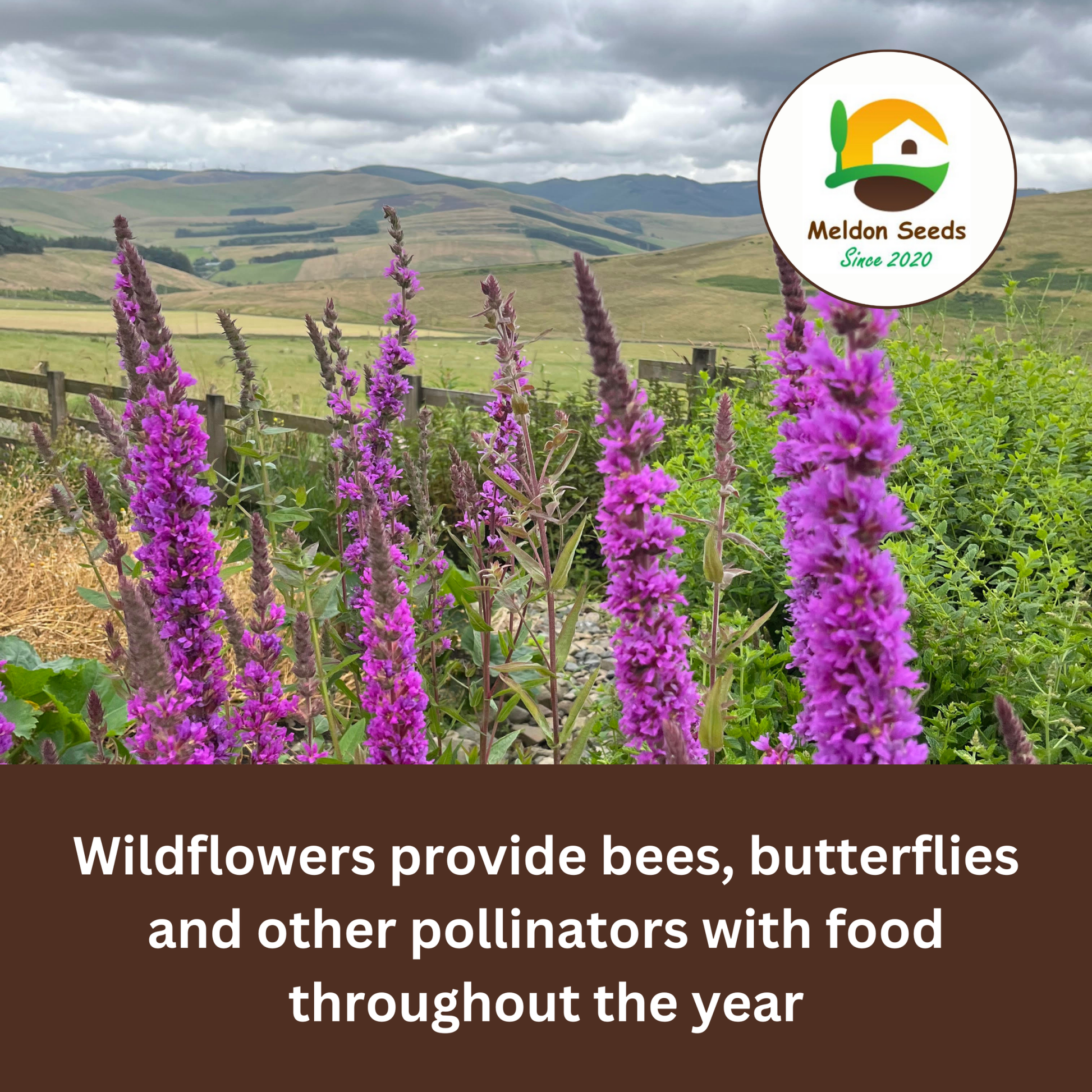 Purple Loosestrife Seeds - 1000 Native UK Wild Flower Seeds for Attracting Birds, Bees, Wildlife, Pollinators, Suitable for Planting and Growing Outdoors in Meadows, Fields, Gardens and Borders - Packed in The UK by Meldon Seeds - Chartley Chucks