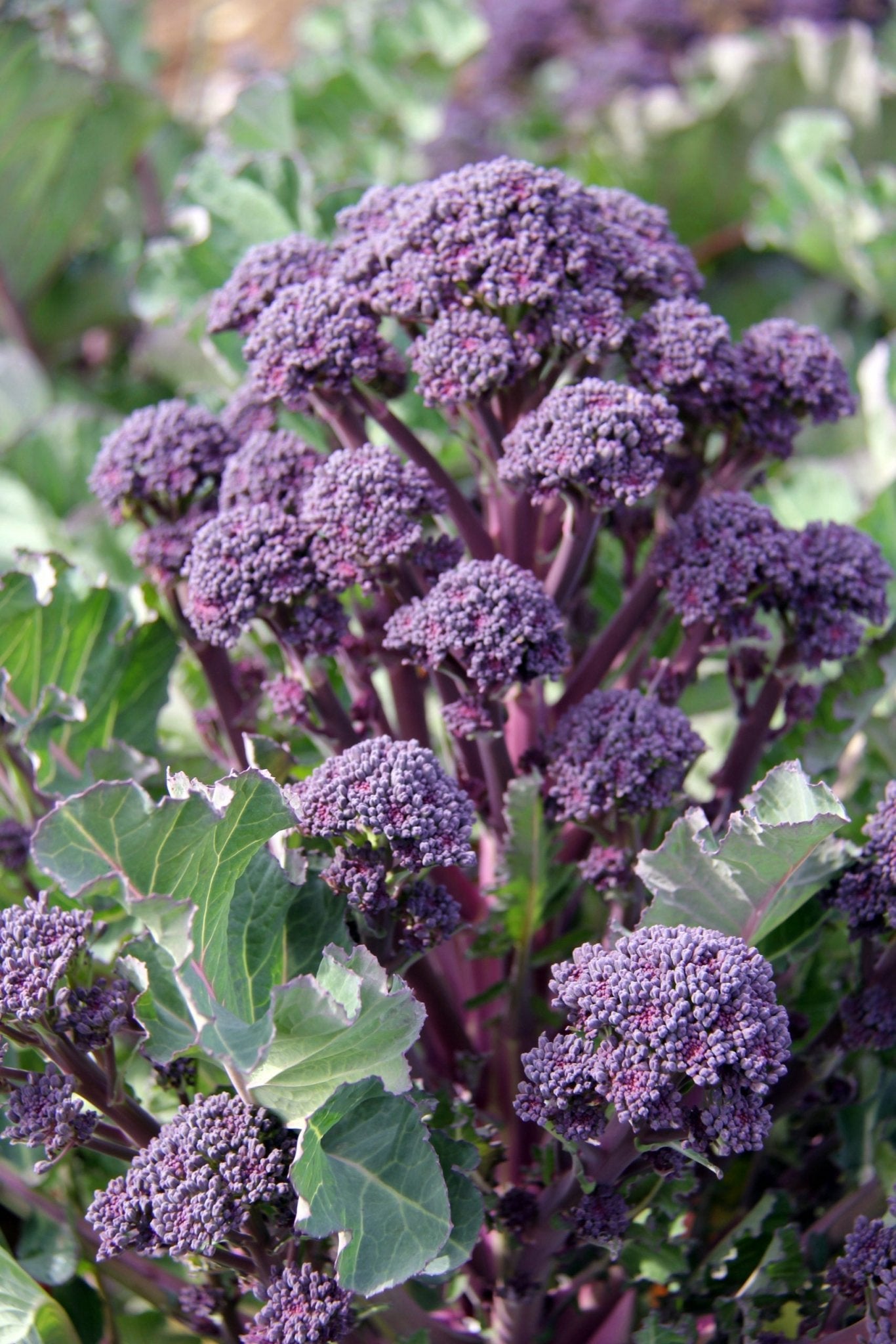 Purple Sprouting Broccoli Plug Plants "Grow Your Own" Vegetables **Letterbox Friendly** - Chartley Chucks